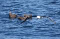 Laysan & Black-footed Albatross